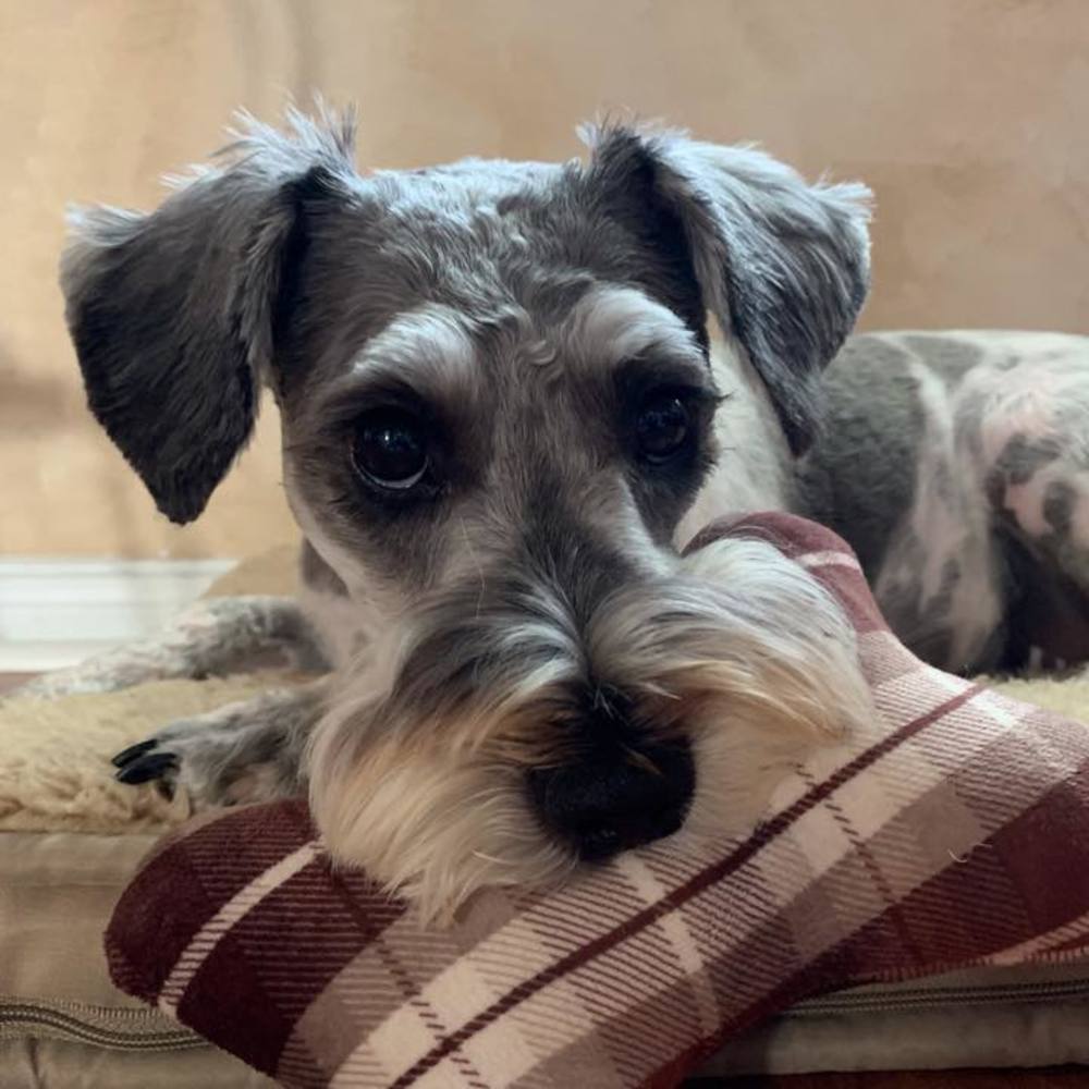 Meet your Posher, Penny